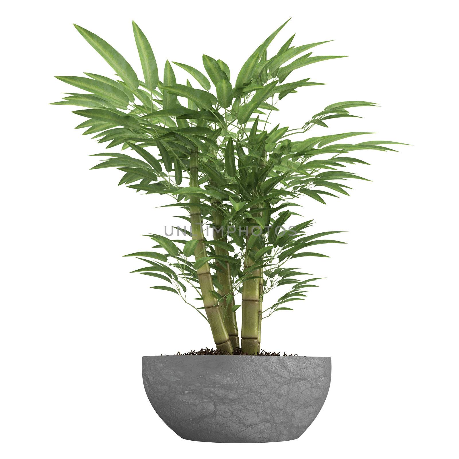 Ornamental bamboo growing in a container as a decorative houseplant isolated on white