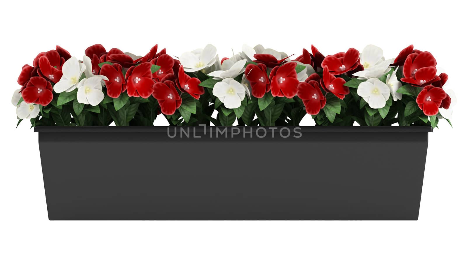Window box of colourful red and white Madagascan Periwinkle flowers isolated on white