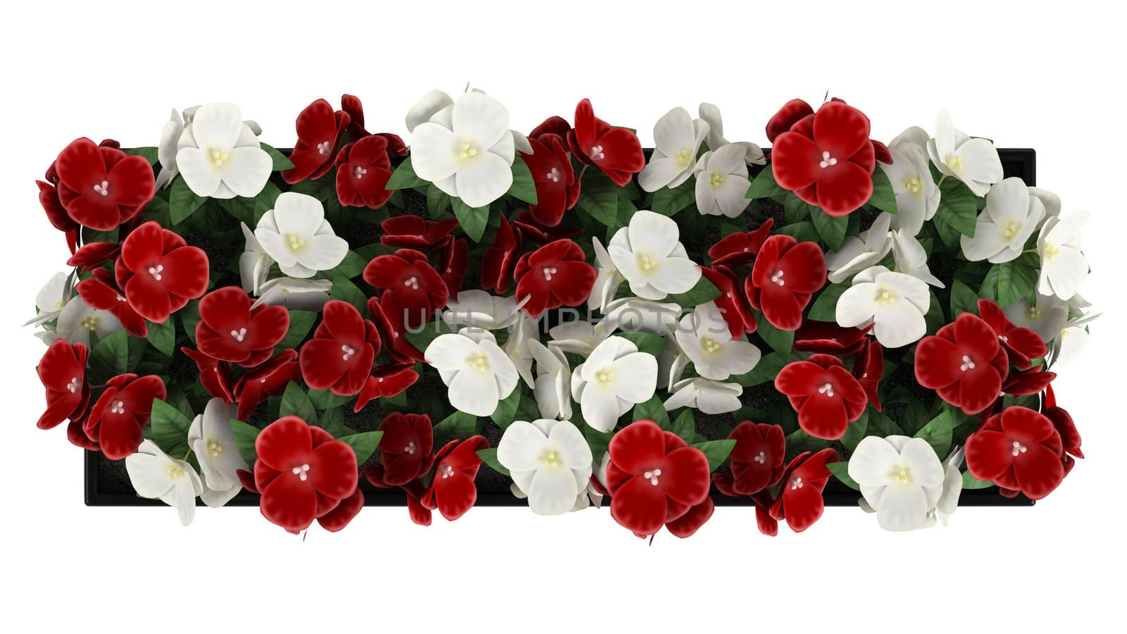 Window box of colourful red and white Madagascan Periwinkle flowers isolated on white