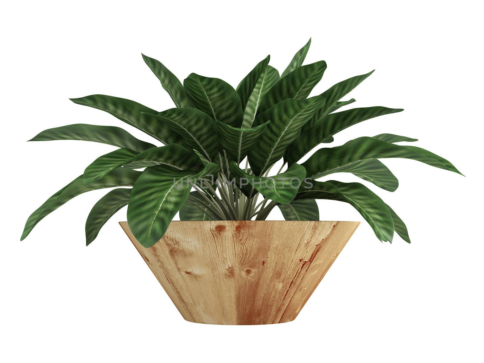 Dieffenbachia with variegated leaves growing in a wooden container as an ornamental houseplant isolated on white