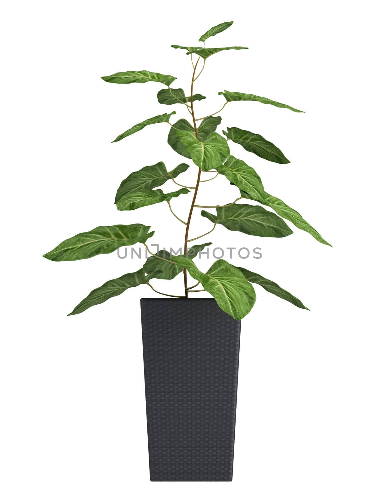Ornamental Syngonium houseplant , a woody vine with arrowhead shaped leaves, in a black container isolated on white