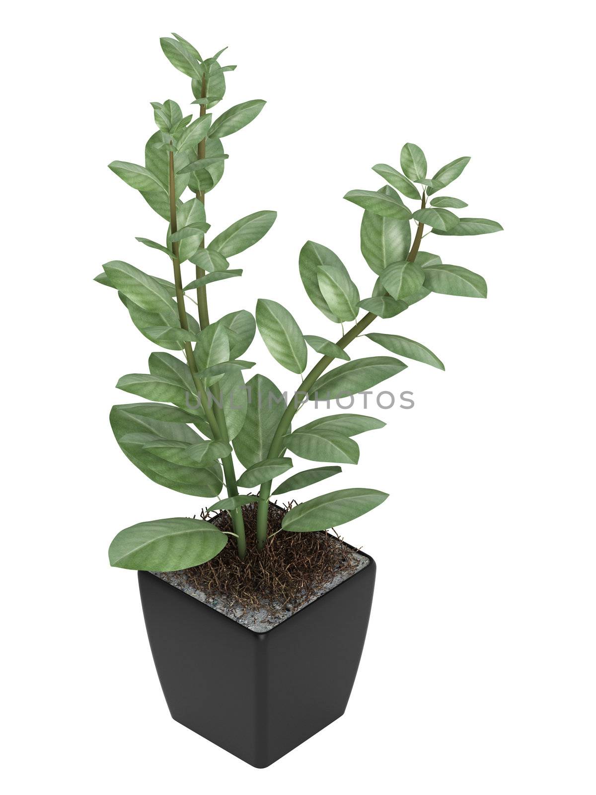 Studio shot of home plant in a pot isolated on white background