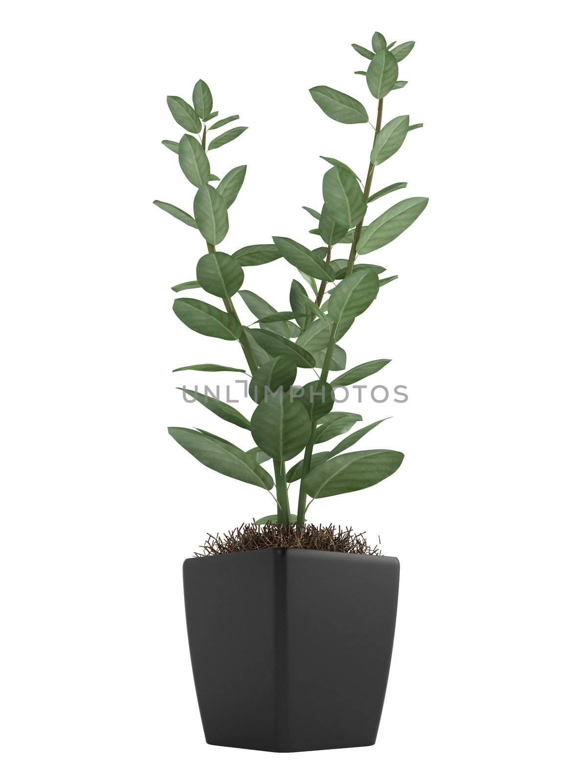Studio shot of home plant in a pot isolated on white background