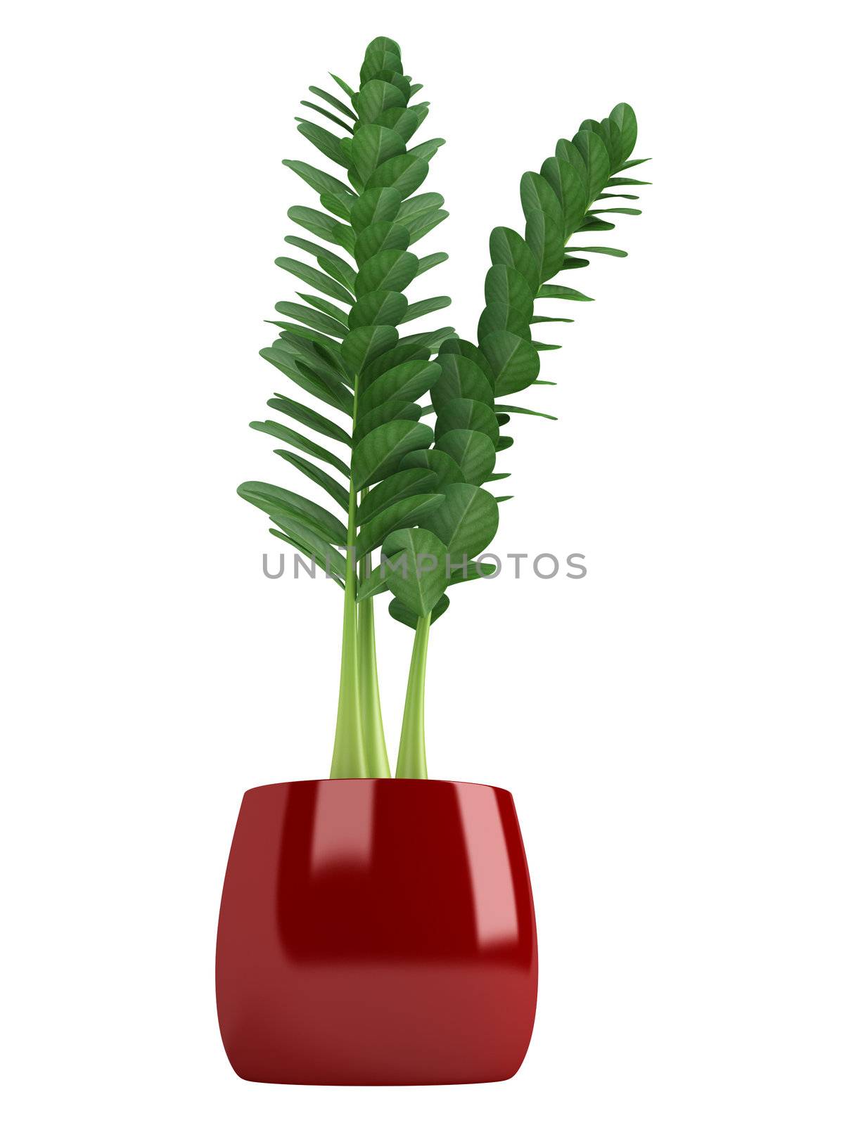 Zamiokulkas or the Zanzibar Gem is a flowering plant often used as an indoor houseplant for decorative purposes isolated on white