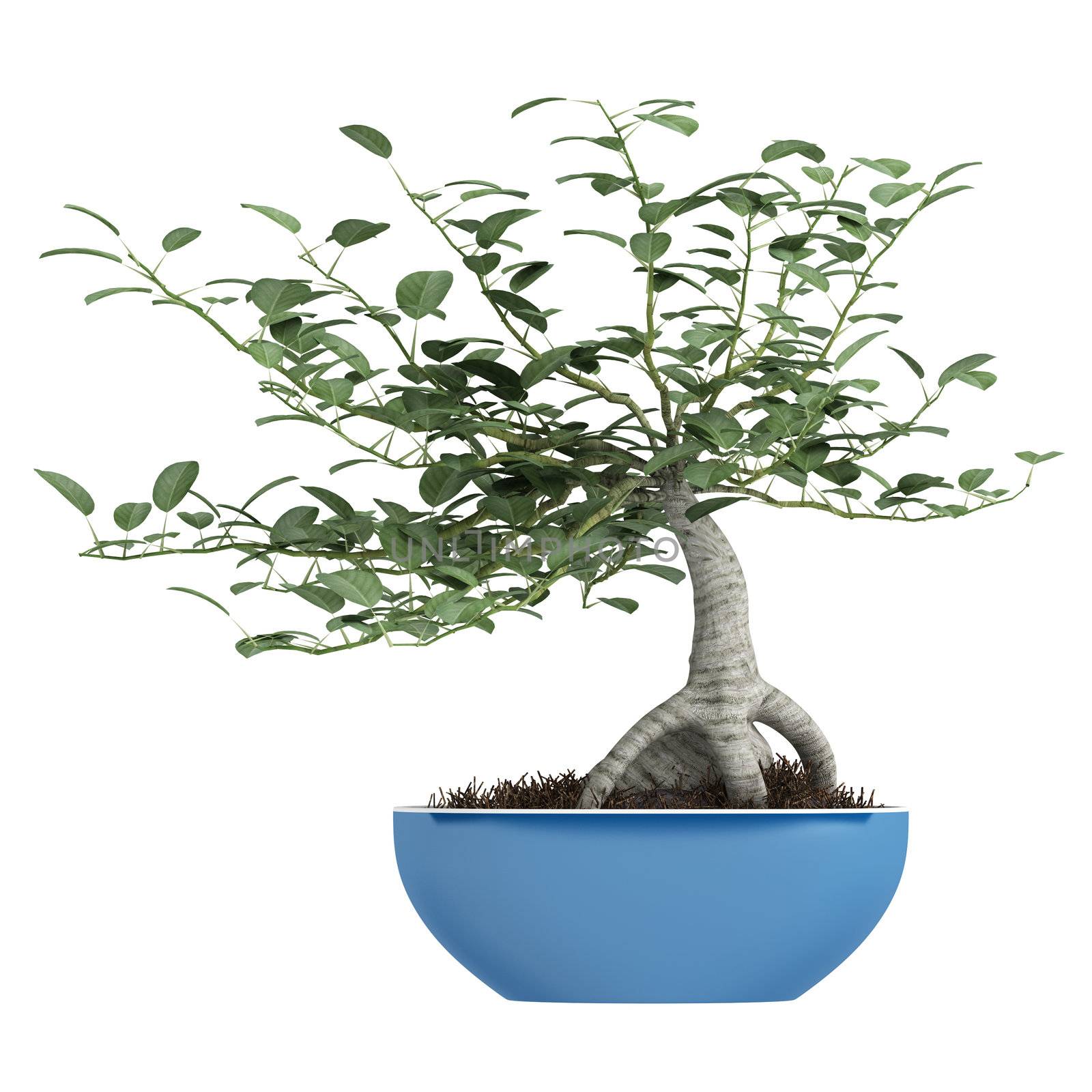 Bonsai tree in a pot by AlexanderMorozov