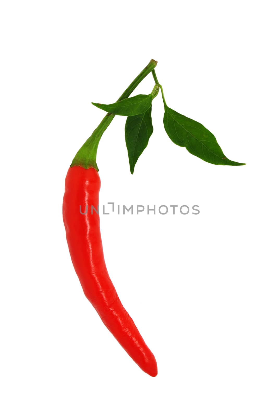 red chilli pepper isolated on white
