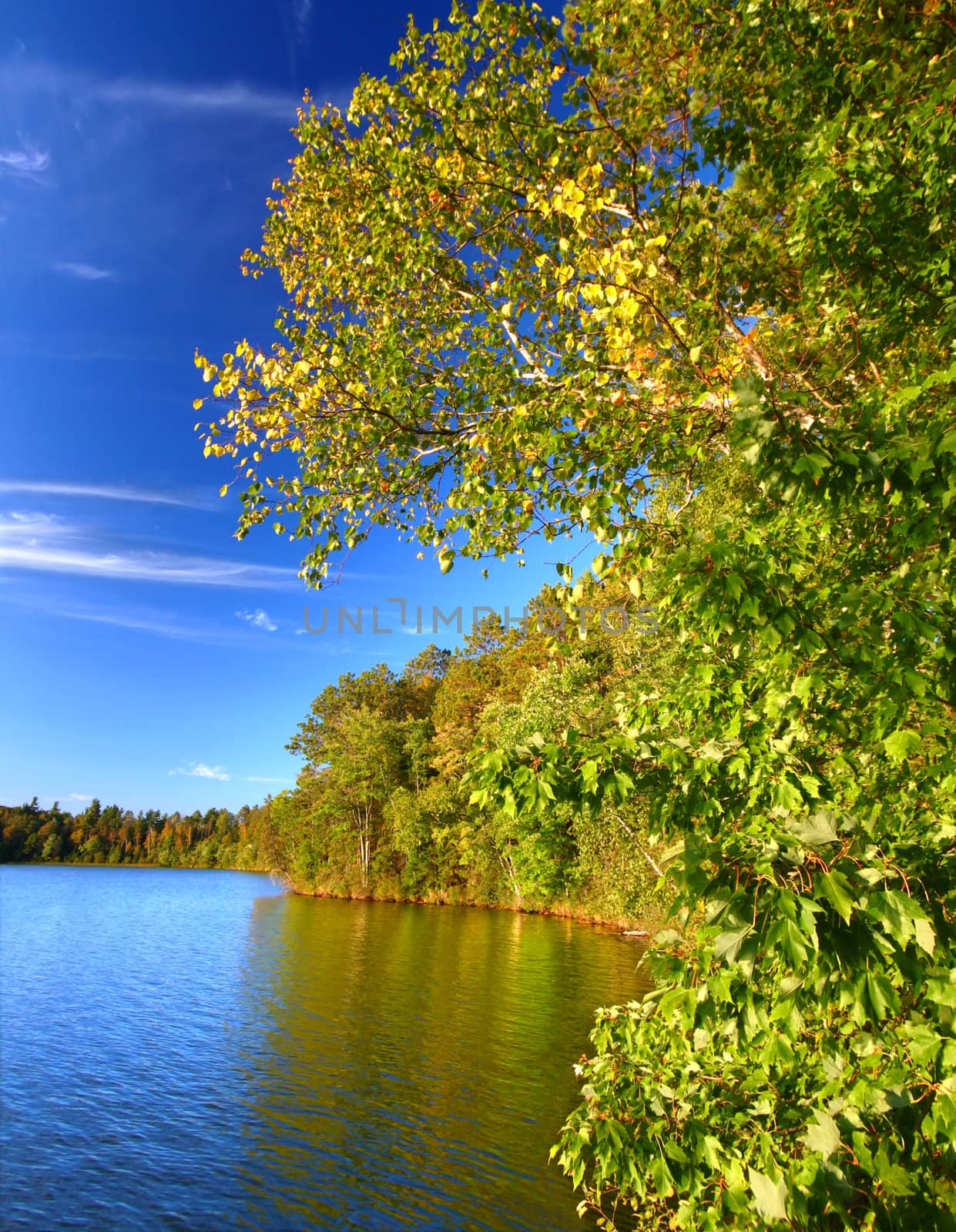 Beautiful foliage along the shoreline of Sweeney Lake in northwoods Wisconsin.