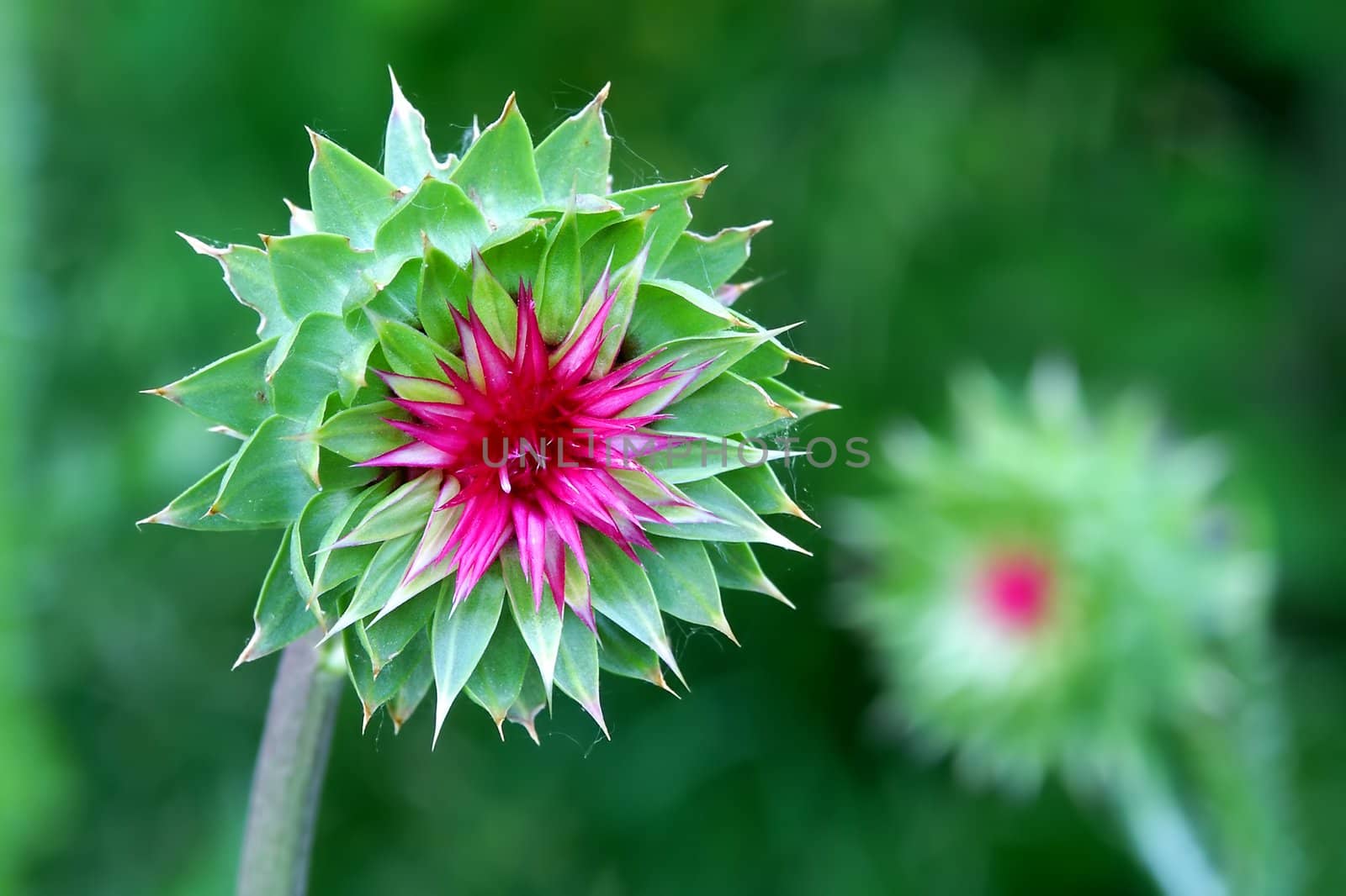 Musk Thistle (Carduus nutans) Wisconsin by Wirepec