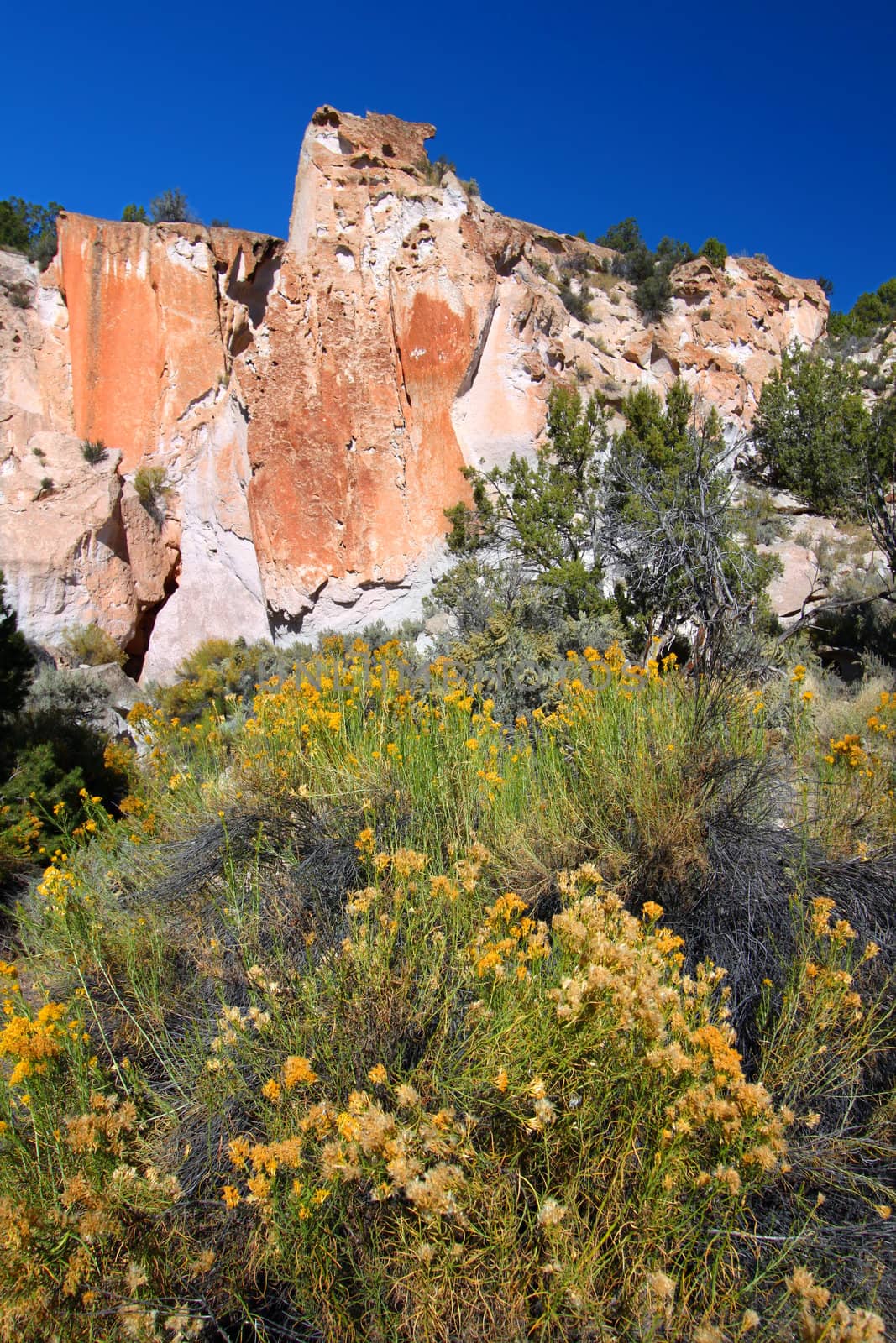 Wildflowers grow below rugged cliffs at Fremont Indian State Park  of Utah.