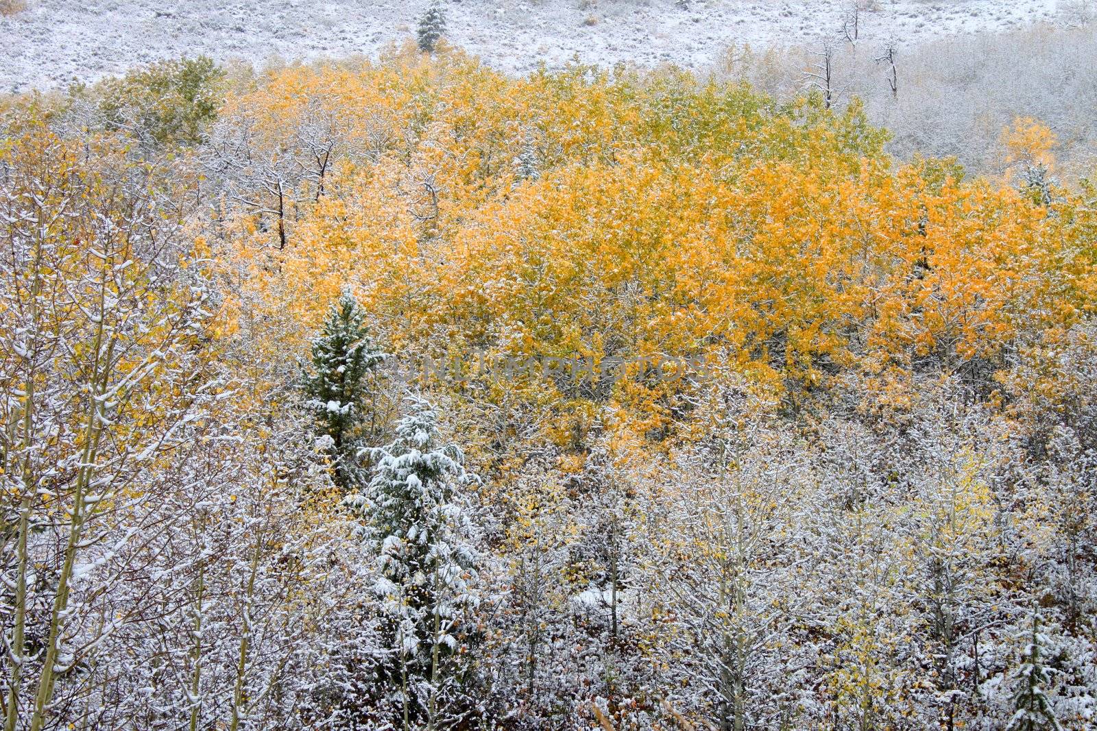 Bright yellow leaves covered with snowfall in the Bridger Teton National Forest of Wyoming.