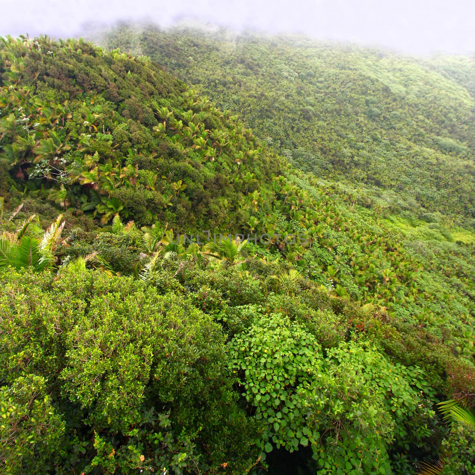 Mist covers the rainforest peaks of El Yunque National Forest in Puerto Rico.