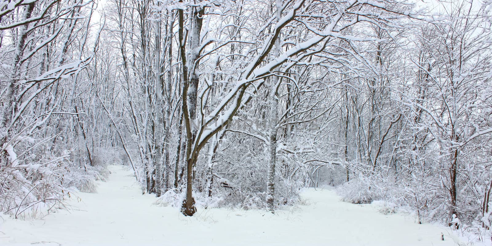 Winter Wonderland Northern Illinois by Wirepec