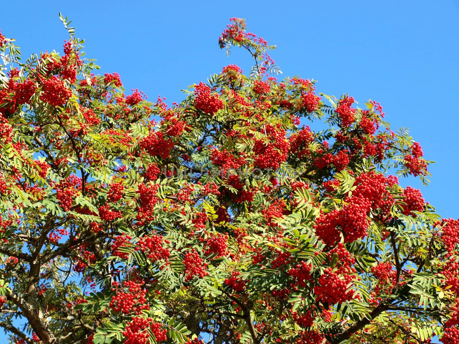 Rowan berry tree, with rowan berries, green leaves by Arvebettum