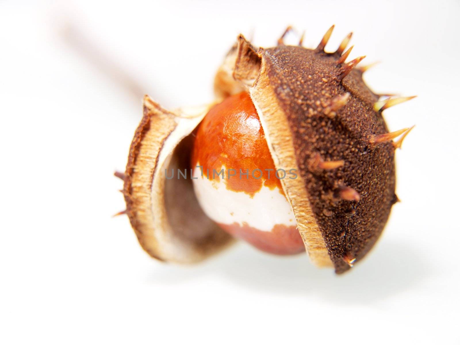 Single chestnut unfolding, isolated towards white background by Arvebettum