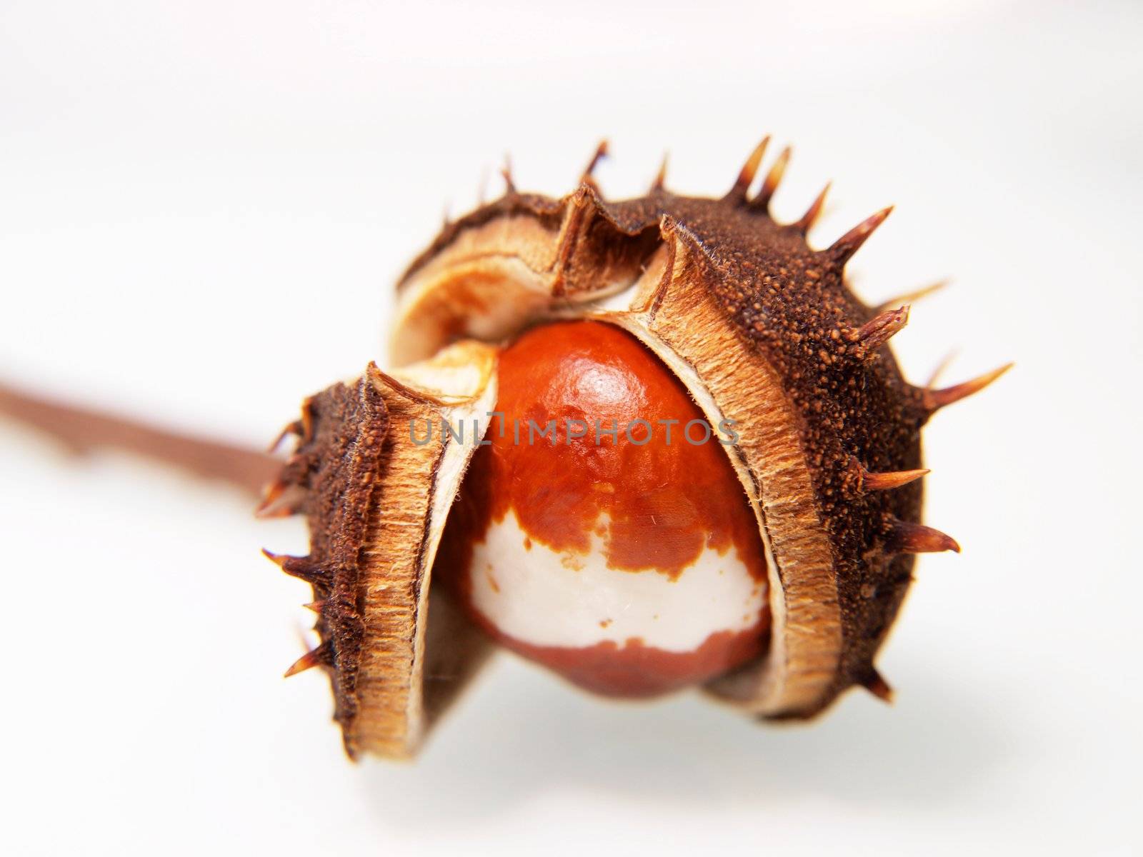 Single chestnut unfolding, isolated towards white background by Arvebettum