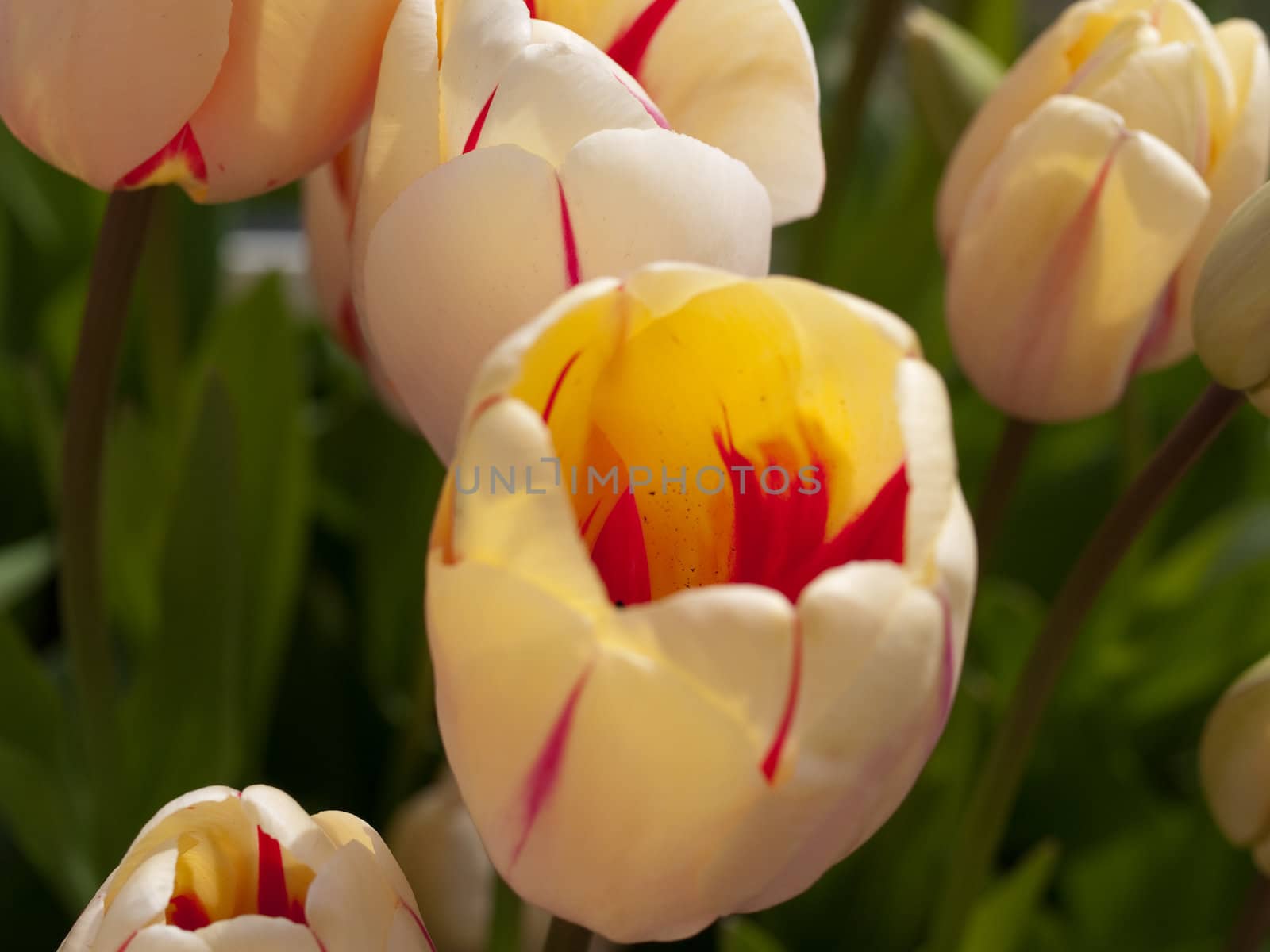 Tulips in a blooming field