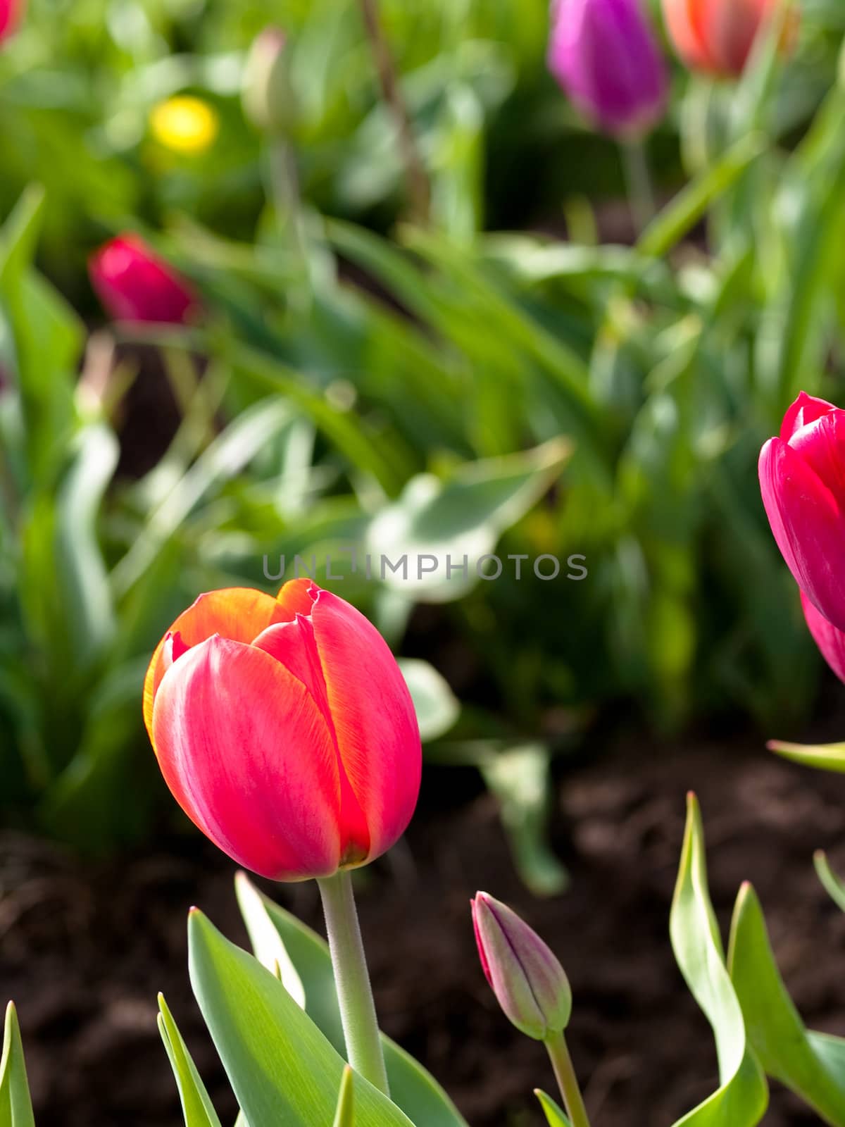 Tulips in a blooming field