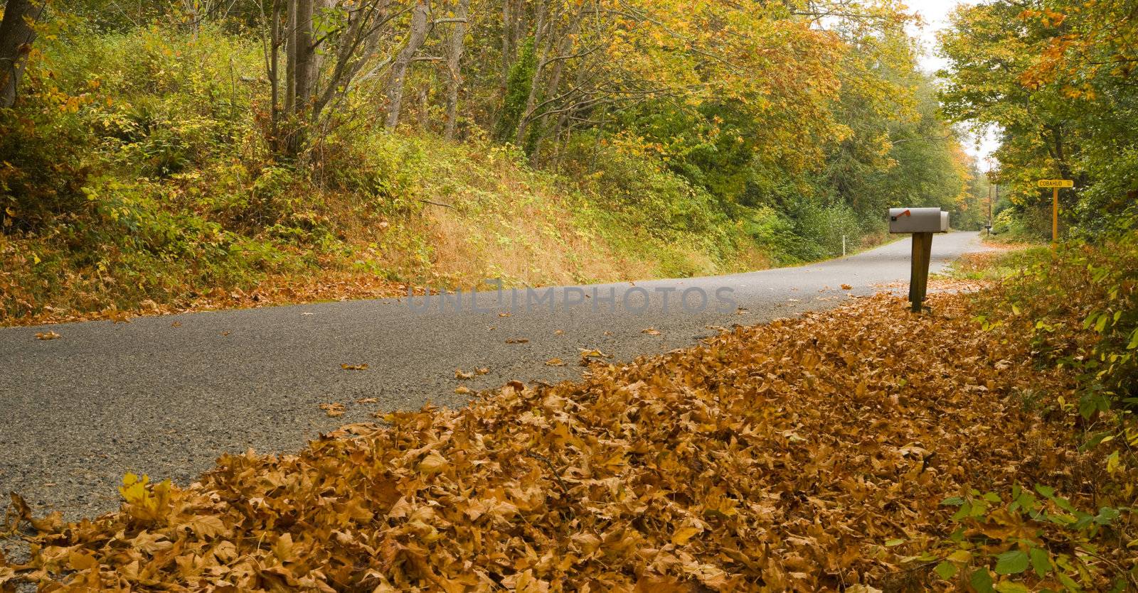 Leaves file to the side of the road as Autumn comes to the countryside