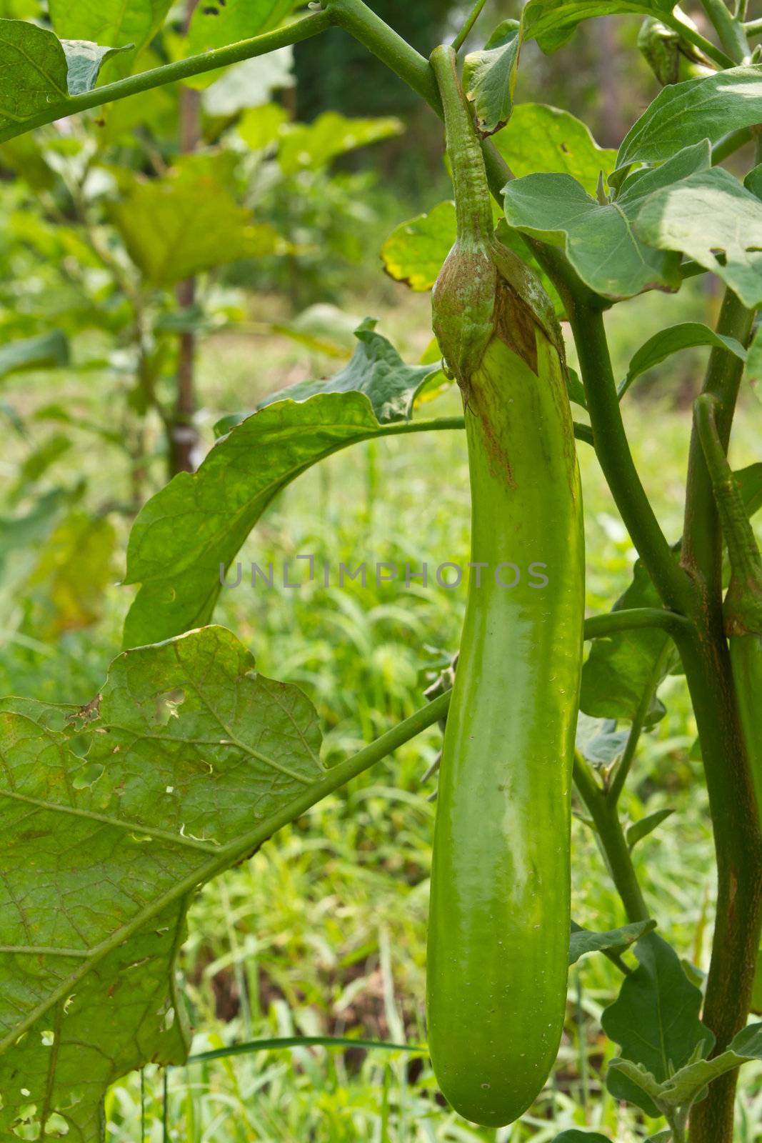 Eggplant on tree in the farmland