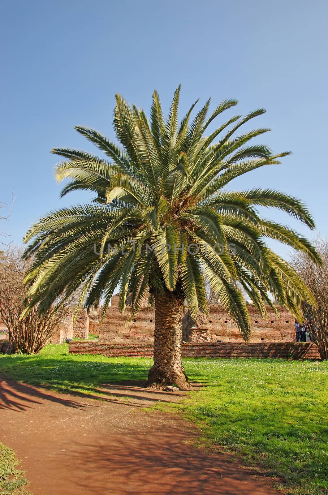 Palm tree on the Palatine hill in Rome