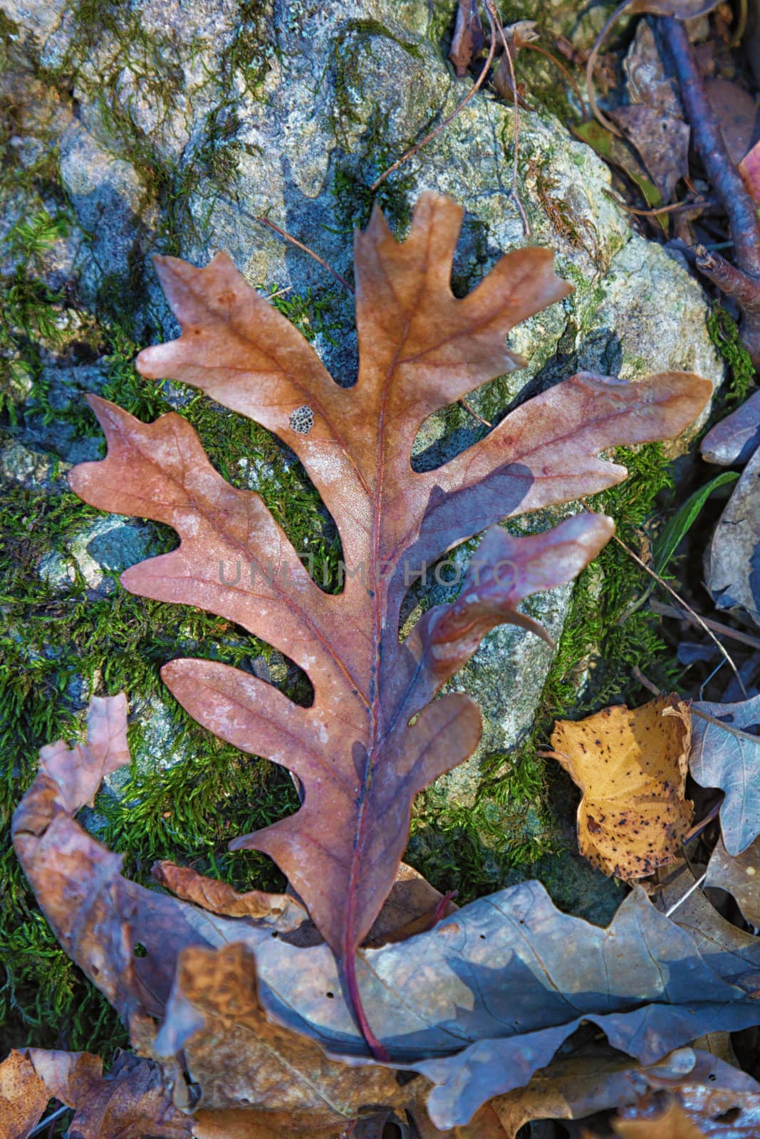 A Single Fallen Oak Leaf Atop Green Moss on Forest Floor