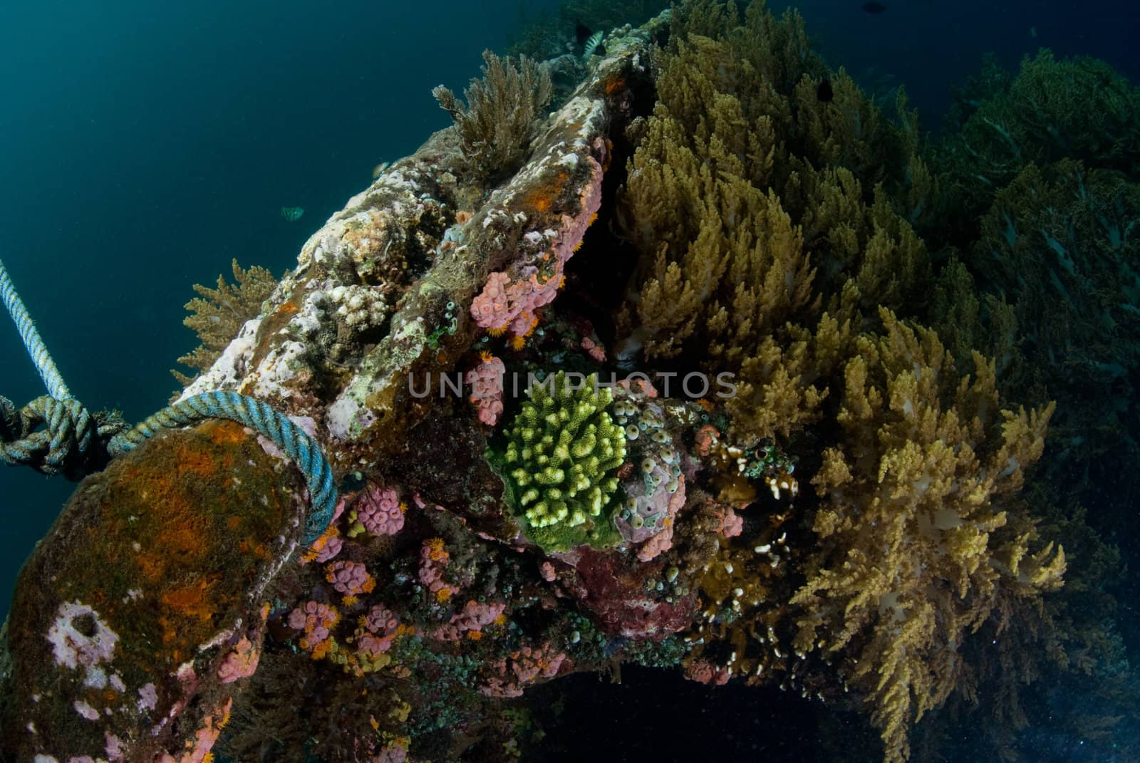 World War II shipwreck underwater in Bali