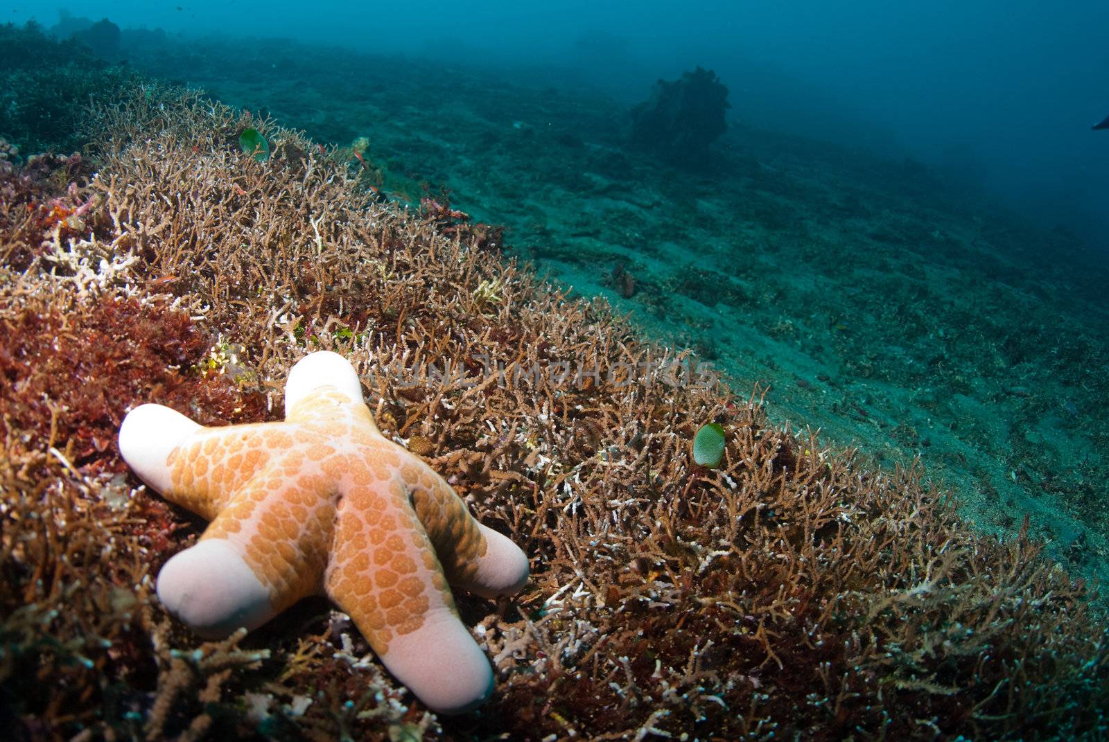 Starfish underwater by edan