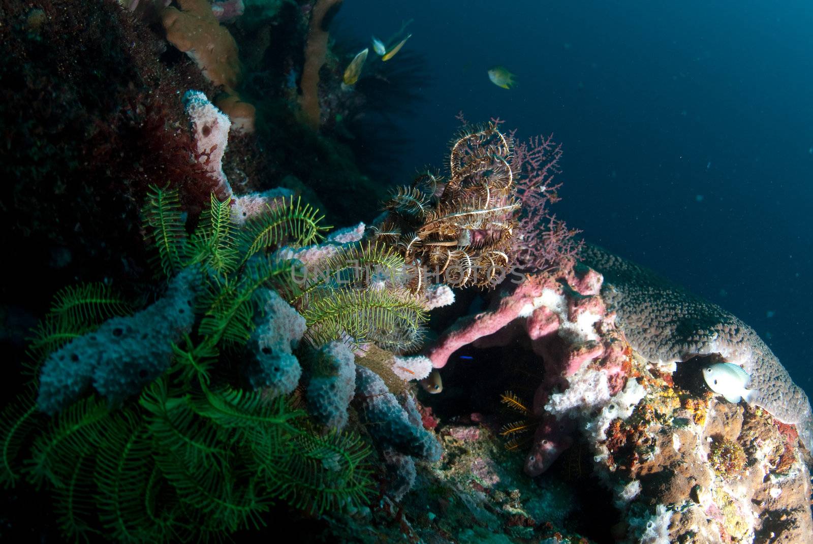 Underwater coral, fish, and plants Bali, Indonesia