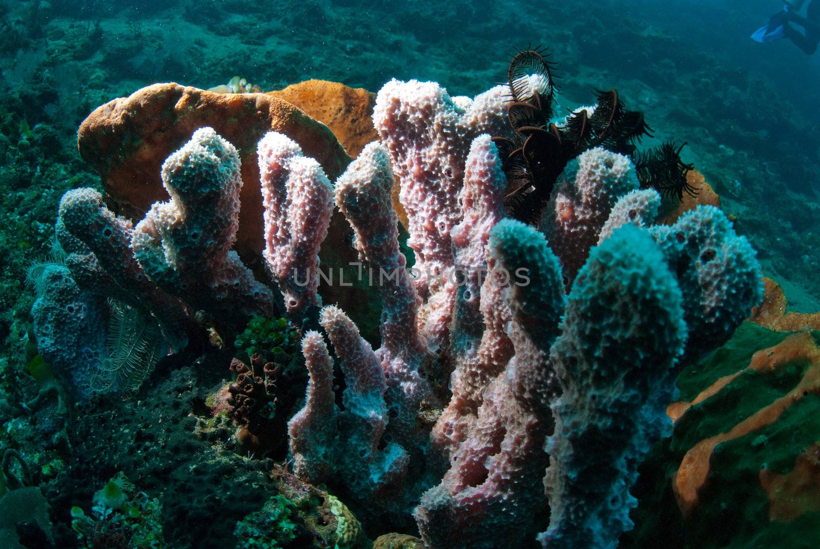 Underwater coral, fish, and plants Bali, Indonesia