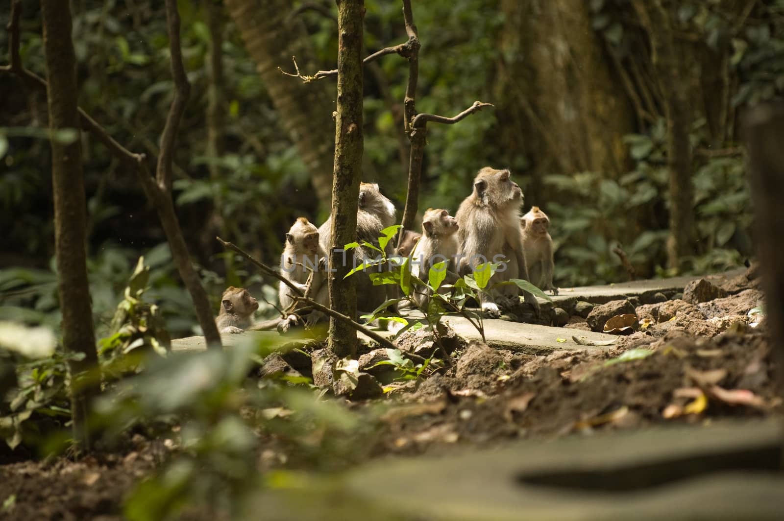 Group of monkeys in Bali's Ubud Monkey City
