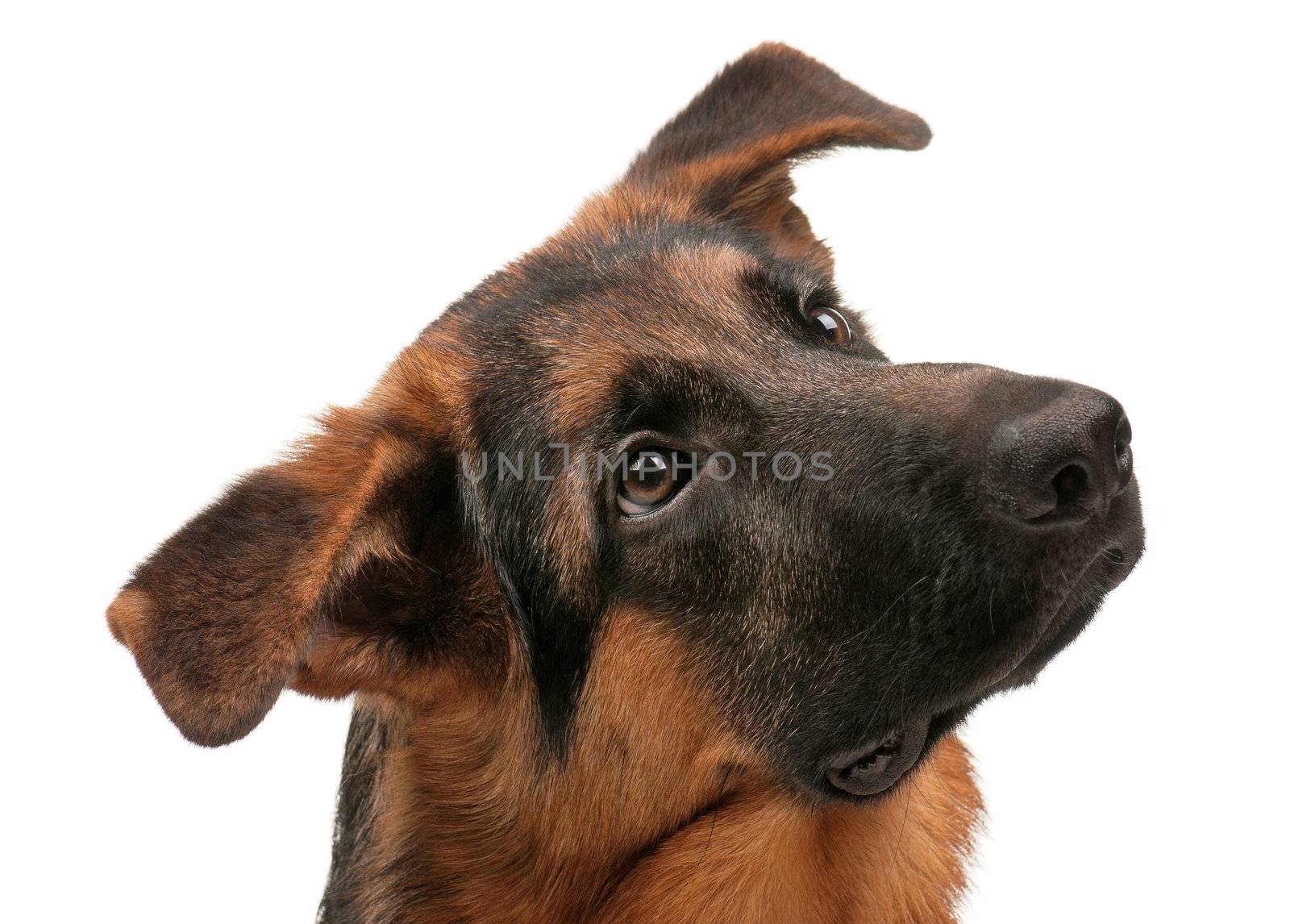 German Shepherd puppy, 5 months old on white background