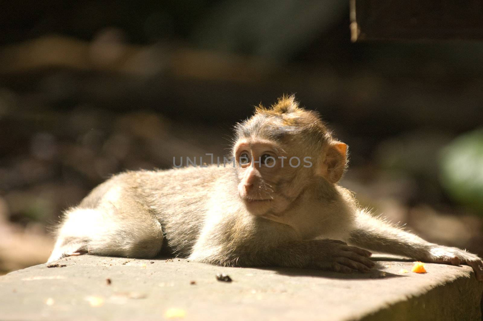 Bali monkey by edan