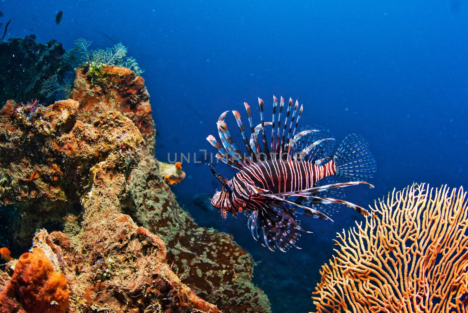 Underwater coral, fish, and plants Bali, Indonesia