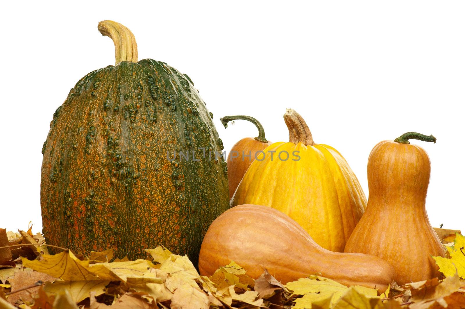 Large pumpkin surrounded by leaves and small pumpkins on a white background