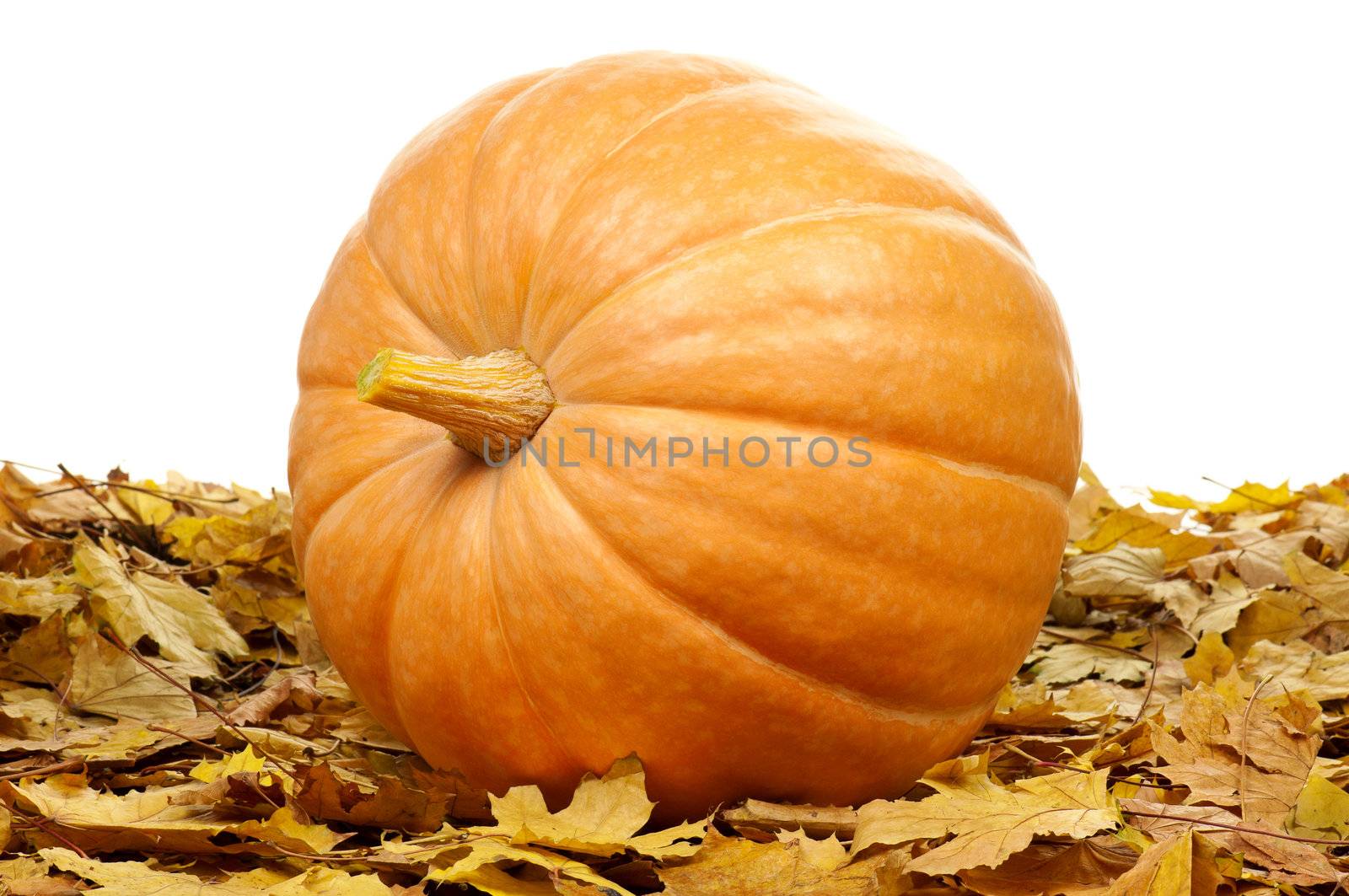 Ripe pumpkins by fotostok_pdv