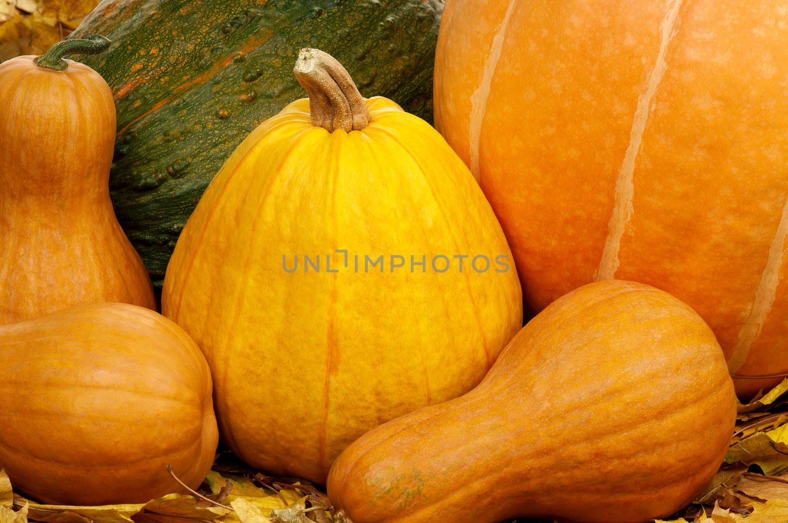 Ripe pumpkins by fotostok_pdv