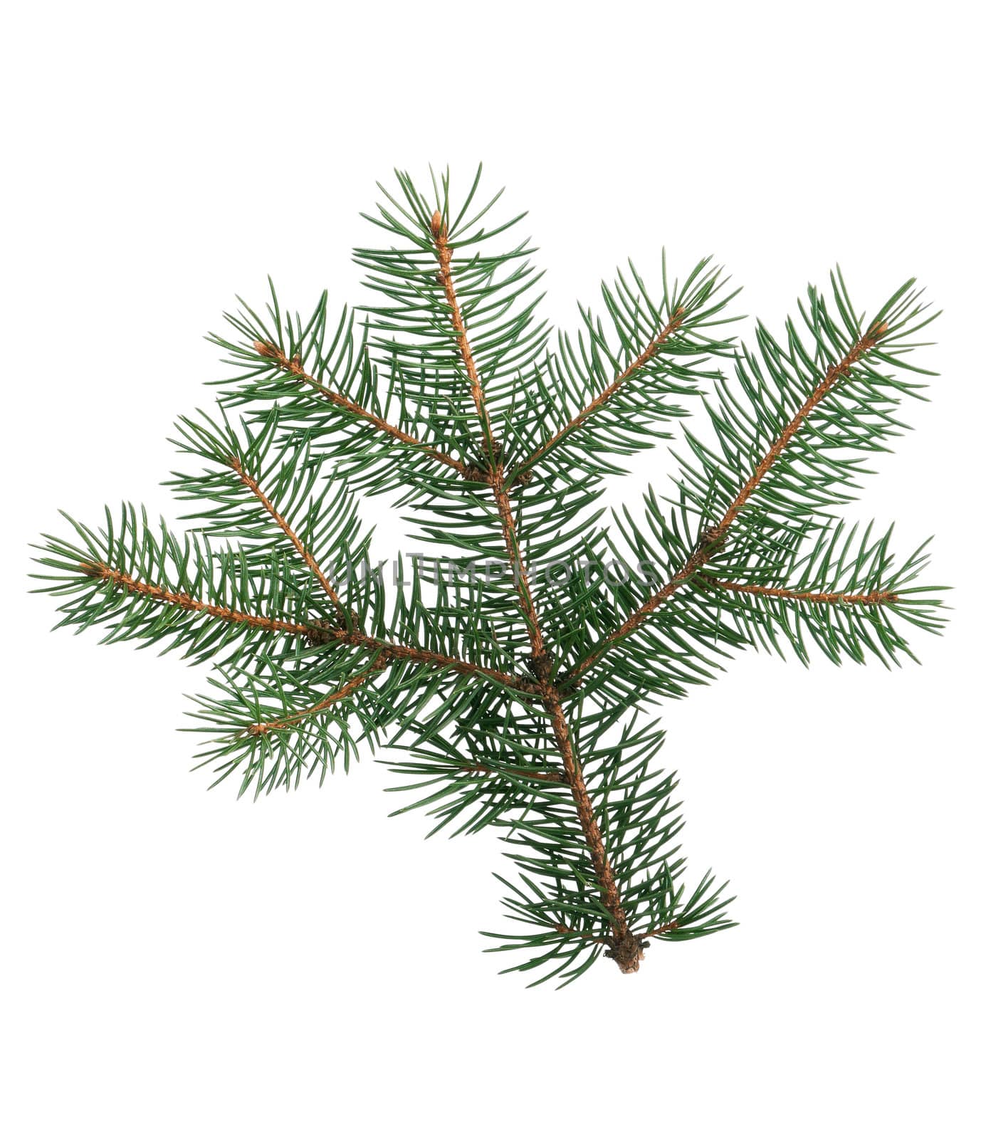 Fir branch by fotostok_pdv