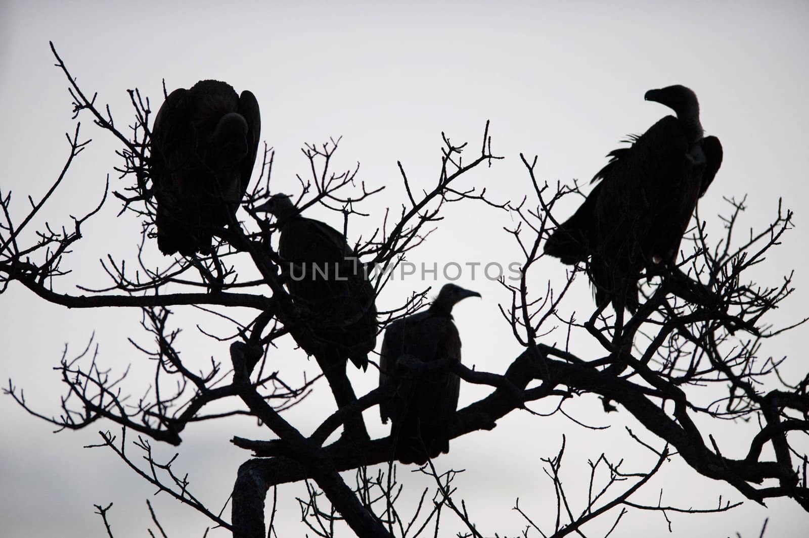 Vultures in a tree by edan