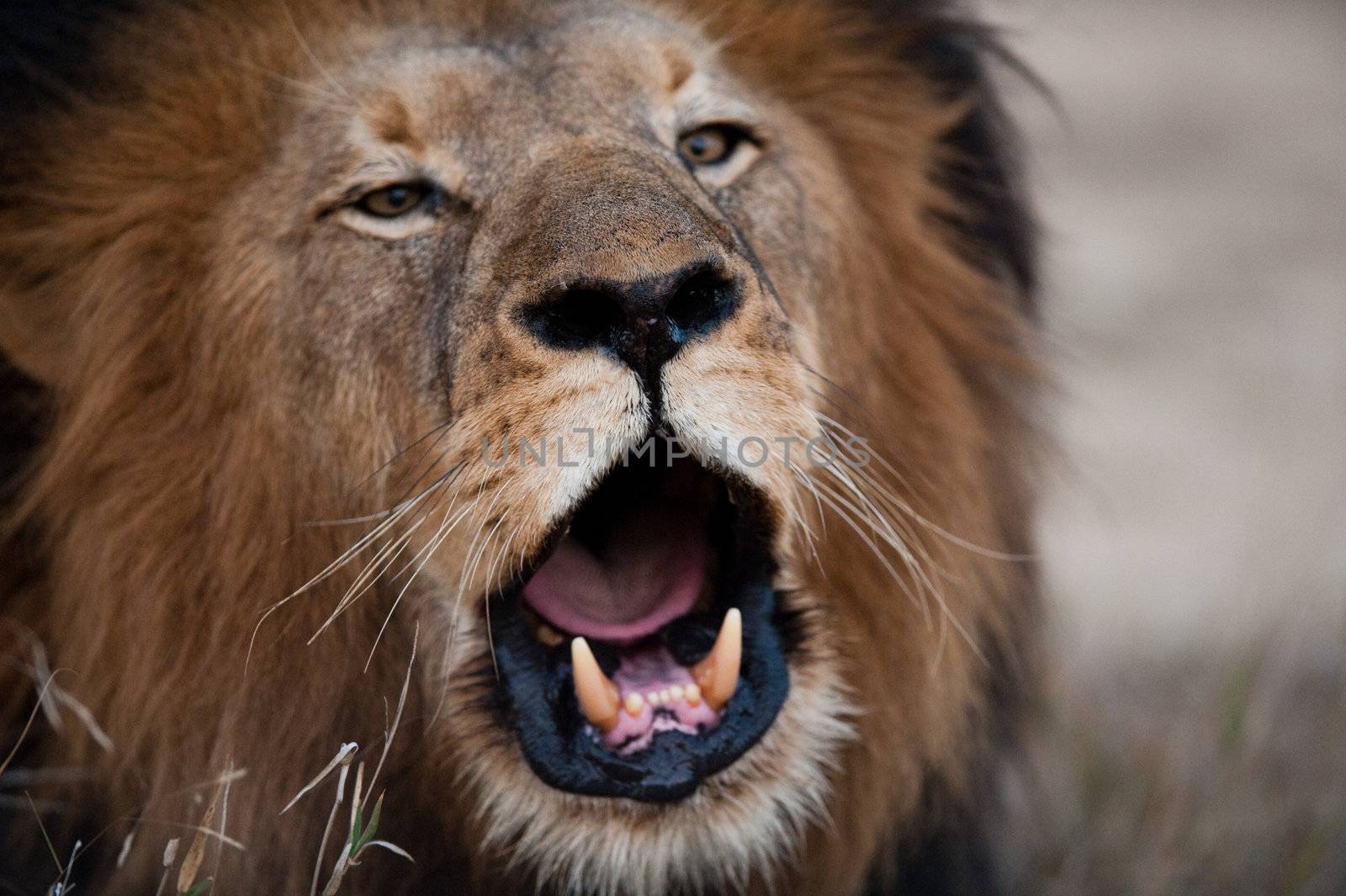 Lion barking by edan