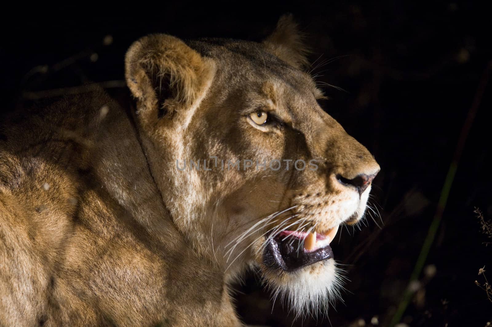 Female lion at night by edan