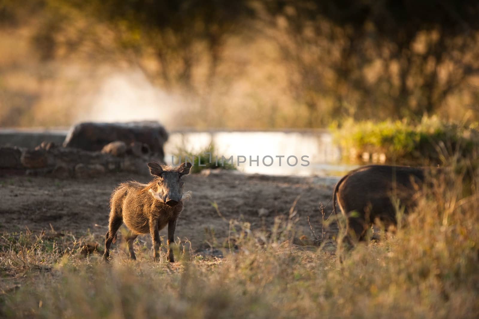 Wild boar at watering hole, Kruger National Park