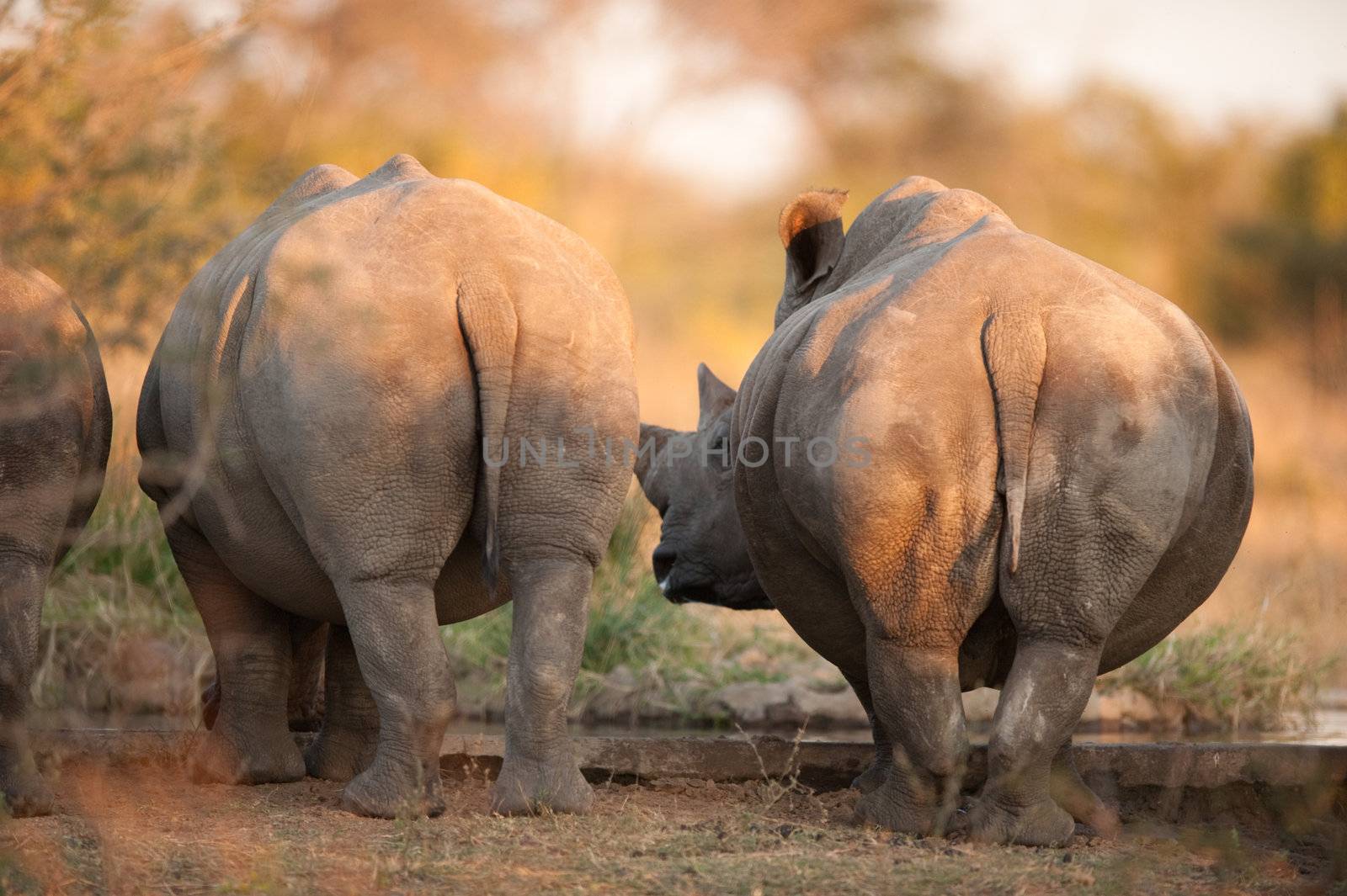 Rhinos seen from behind, near Kruger National Park