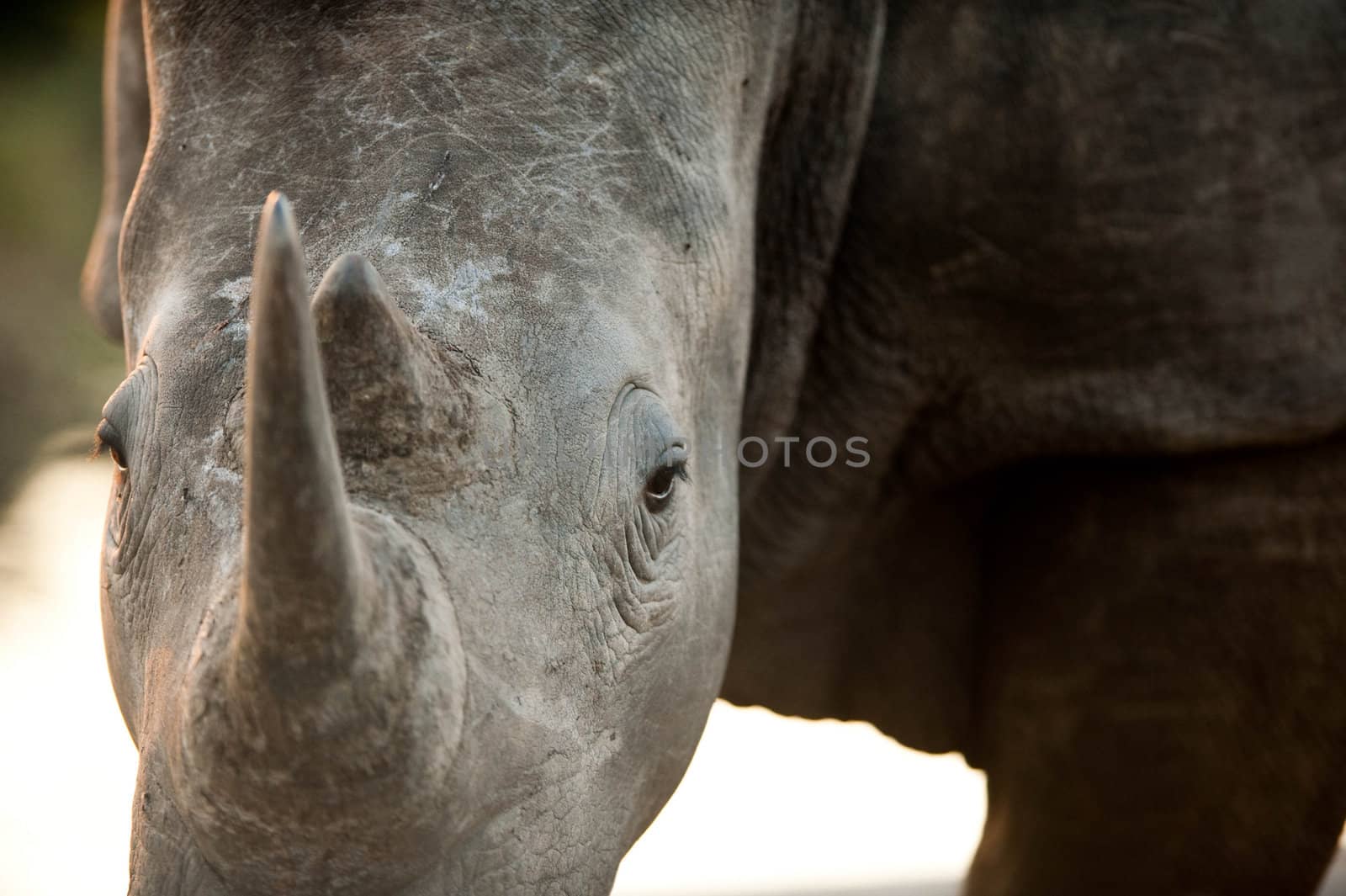 Rhino close up head on, Kruger National Park