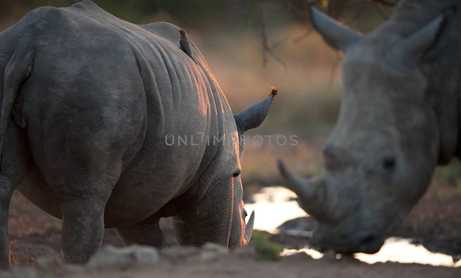 Rhinos drinking by edan