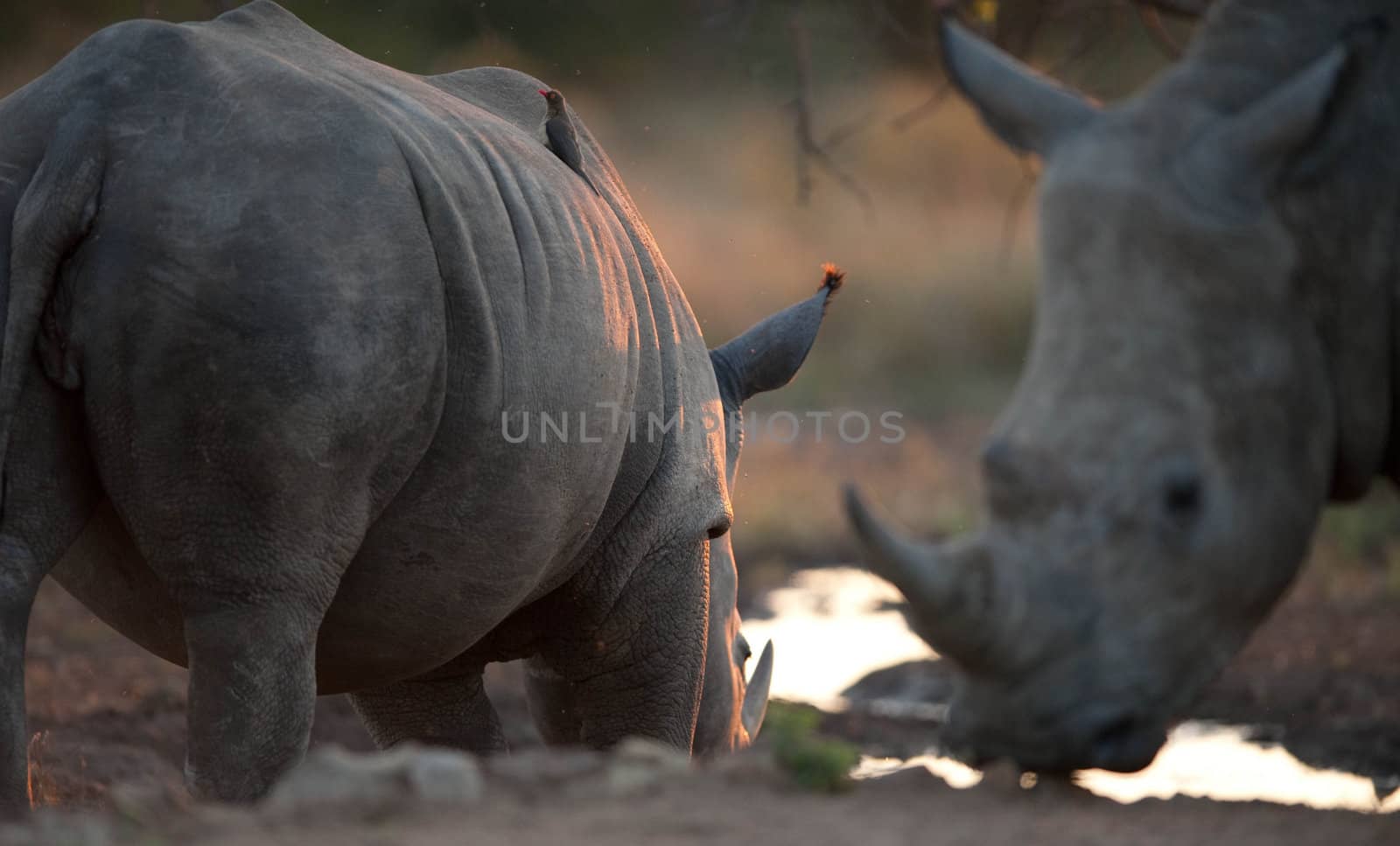 Rhinos drinking from a watering hole, Hoedspruit, South Africa