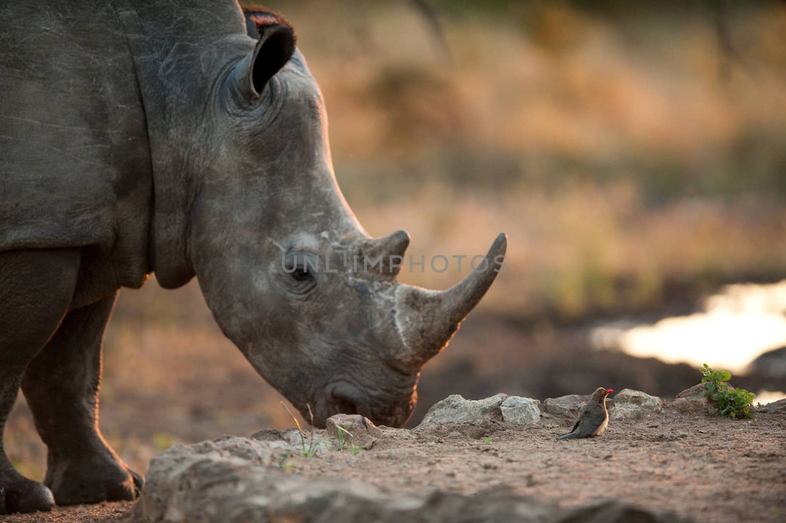 Rhinoceros and tiny bird near Kruger National Park