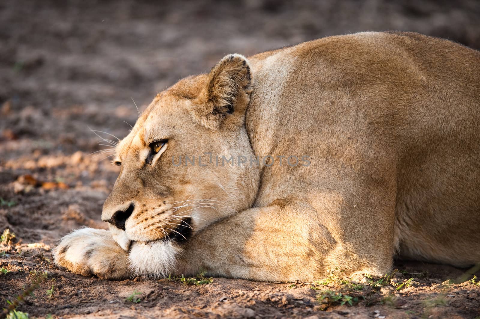 Female lion relaxing near Kruger National Park