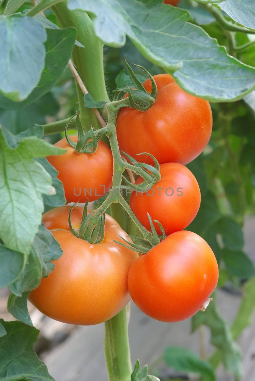 Red tomatoes in a greenhouse