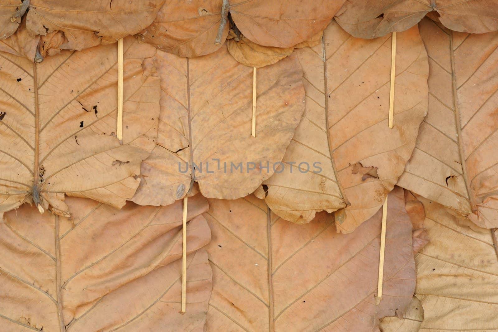 The wall pattern leaves at hut in forest.
