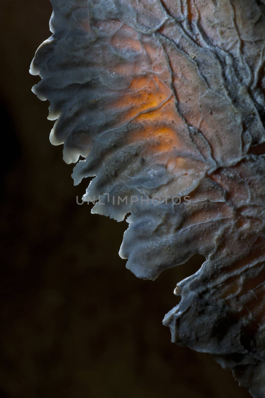 Crystals in Meziad Cave of Romania